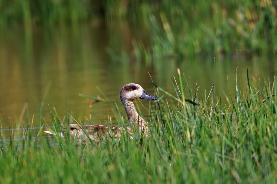 Marbled Duck