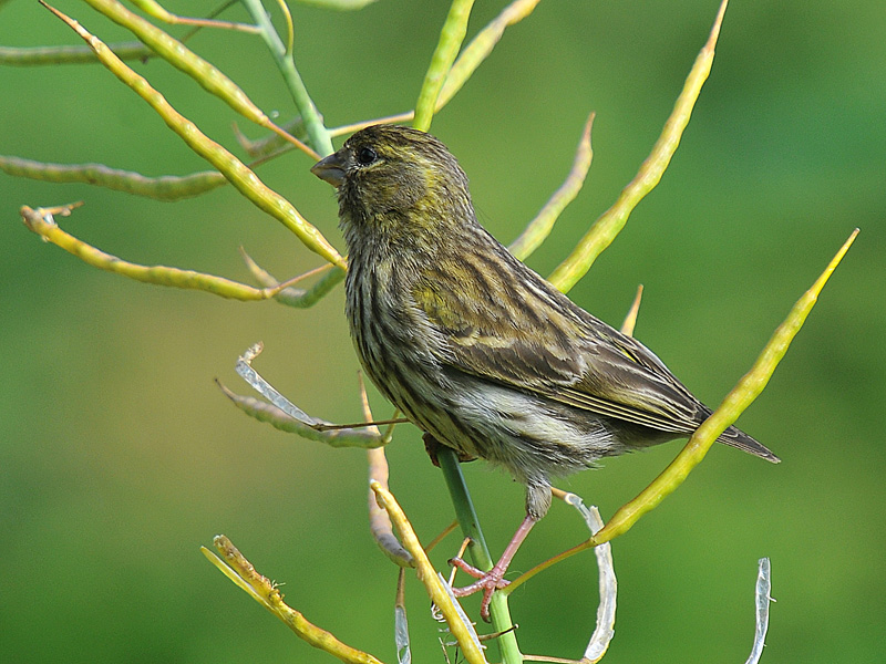 European Serin