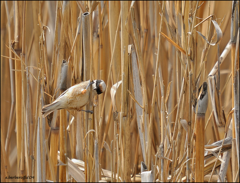 Eurasian Penduline Tit
