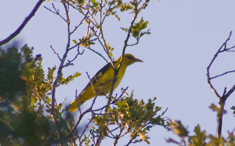 Eurasian Golden Oriole