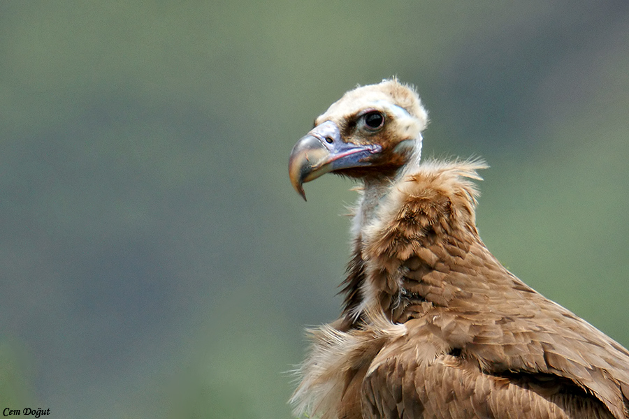 Cinereous Vulture