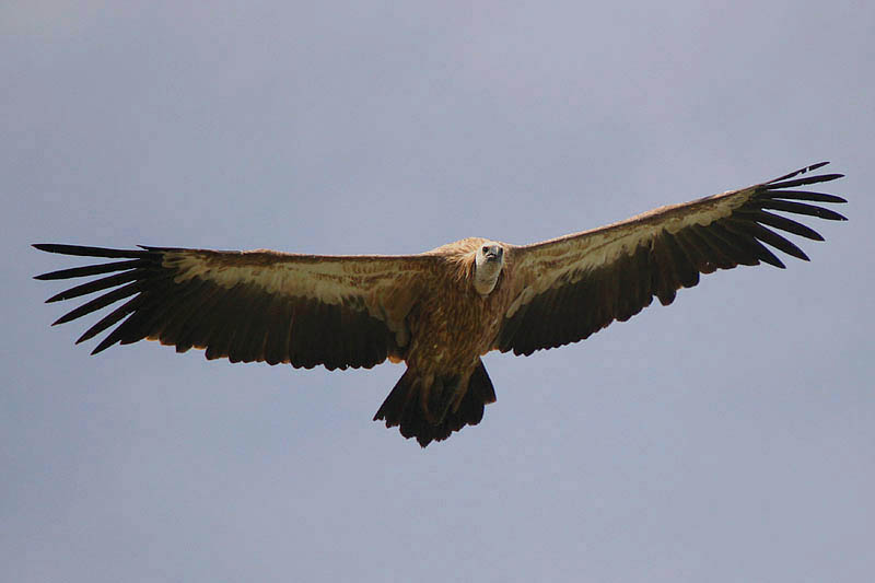 Griffon Vulture