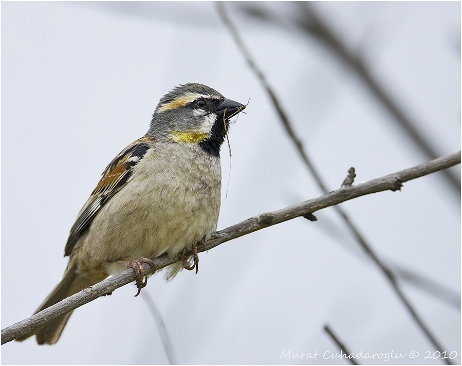 Dead Sea Sparrow