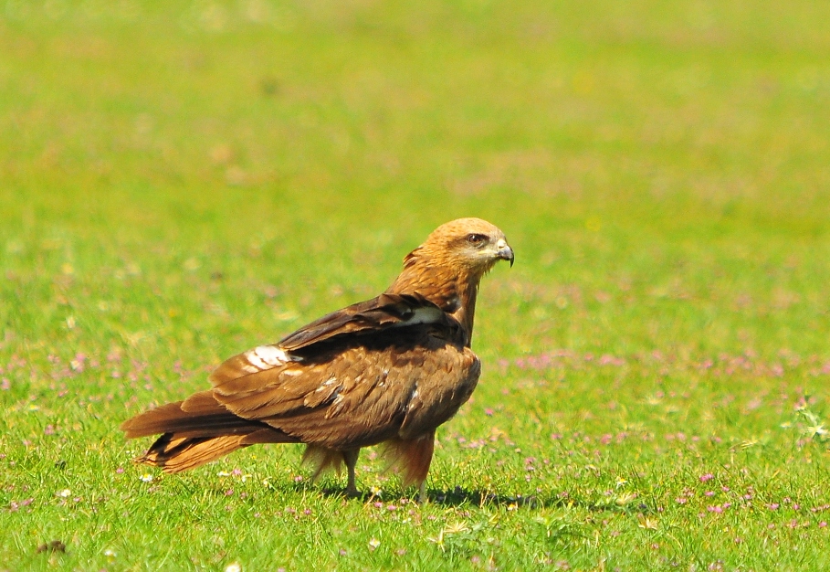 Black Kite