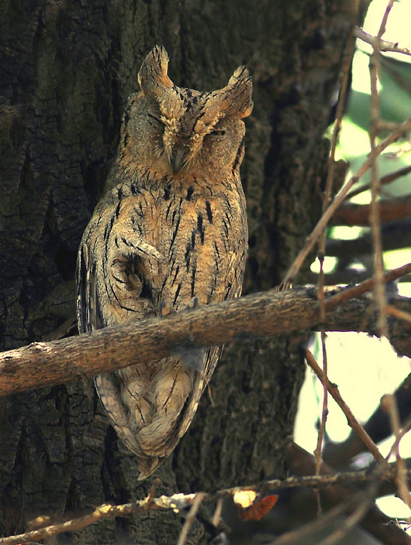 Eurasian Scops Owl