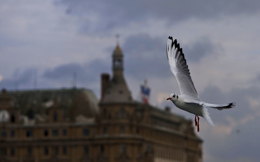 Black-headed Gull