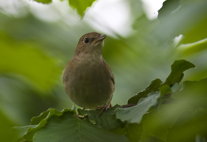 Common Nightingale