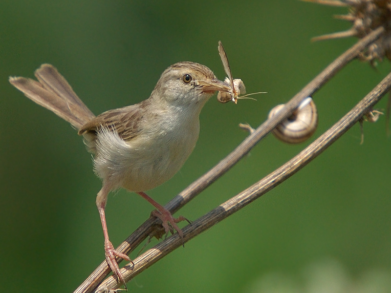 Delicate Prinia