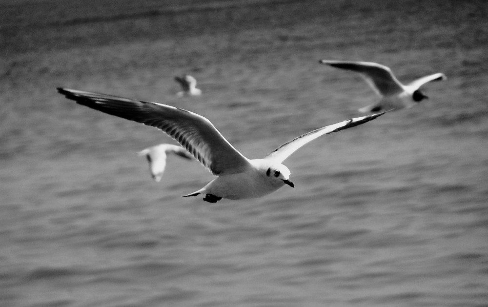 Black-headed Gull
