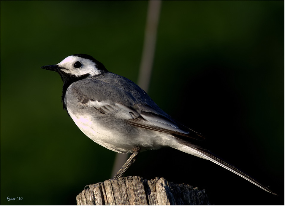 White Wagtail