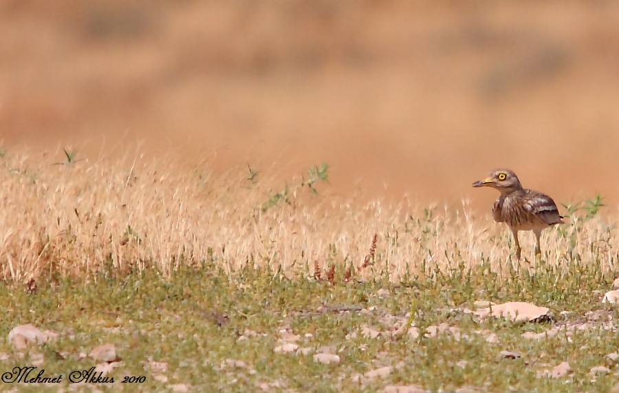 Eurasian Stone-curlew