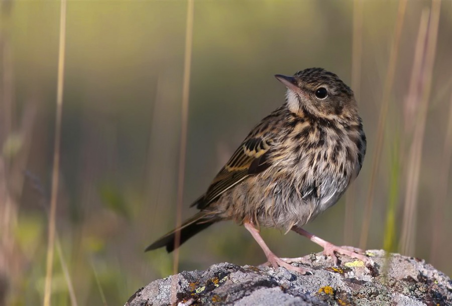 Tree Pipit
