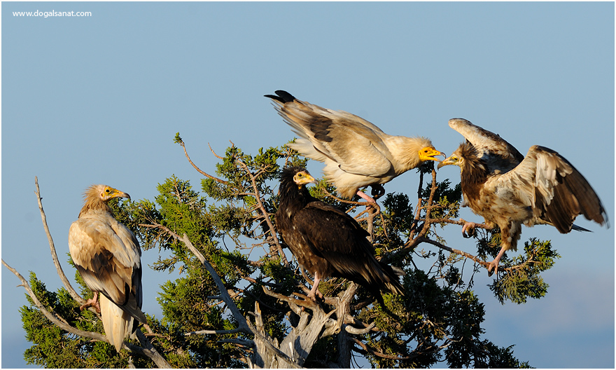 Egyptian Vulture