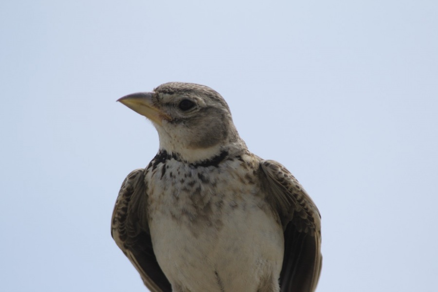 Calandra Lark