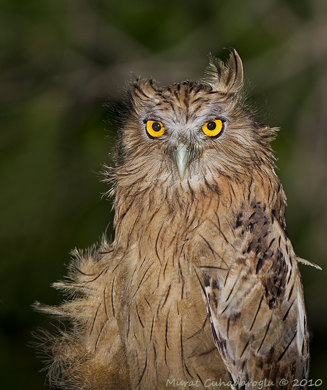 Brown Fish Owl