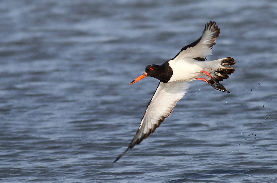 Eurasian Oystercatcher