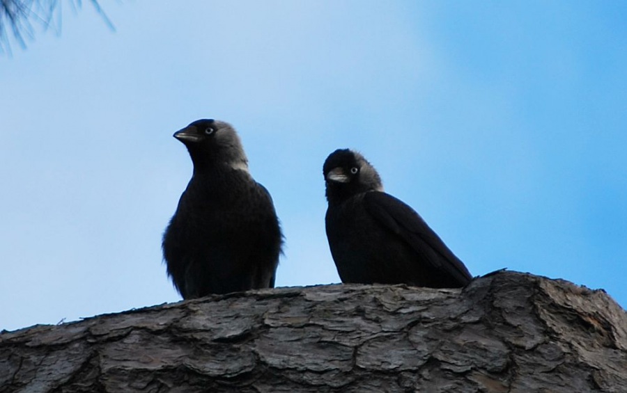 Western Jackdaw