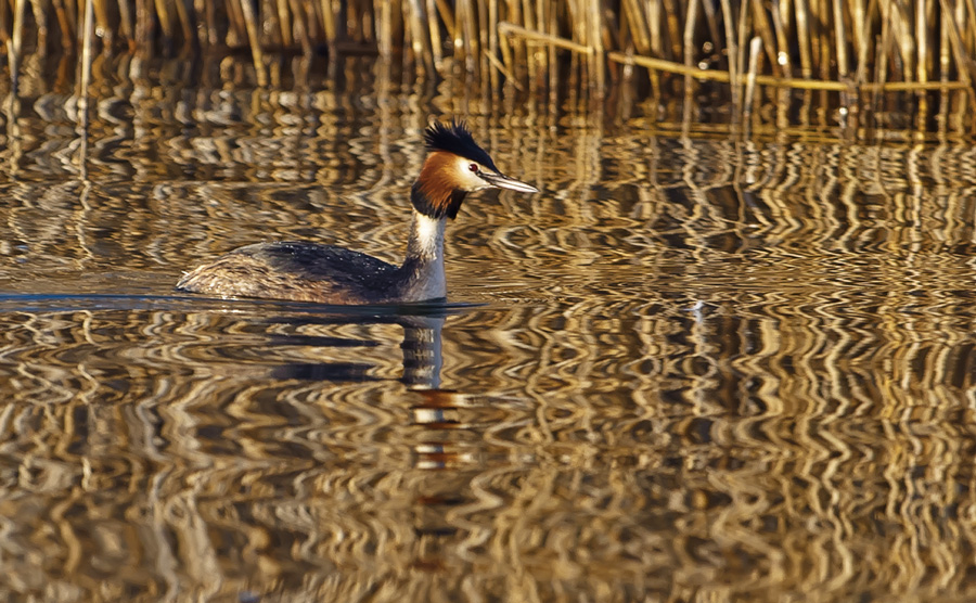 Great Crested Grebe
