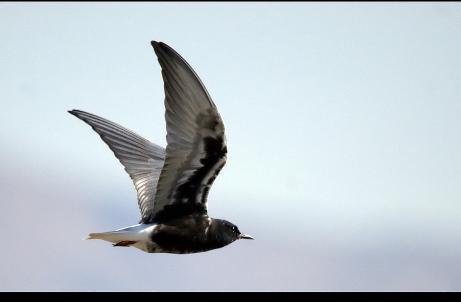 White-winged Tern