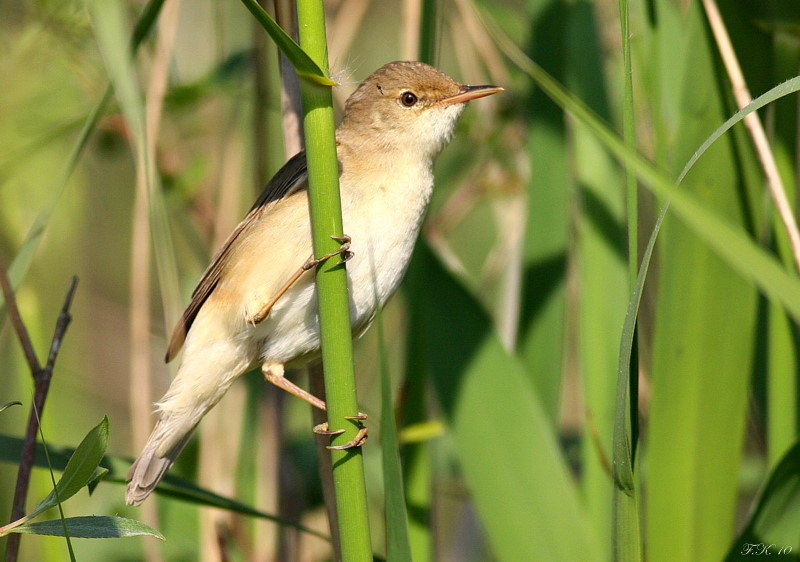 Common Reed Warbler
