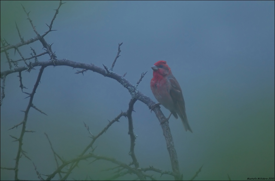 Common Rosefinch