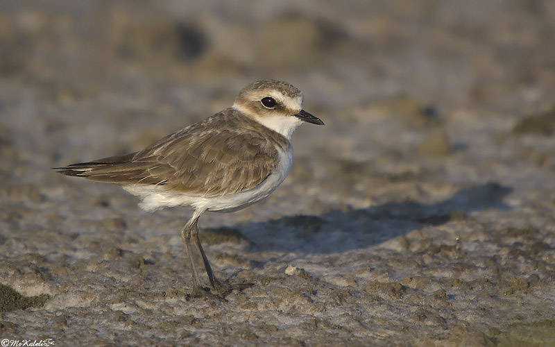 Kentish Plover