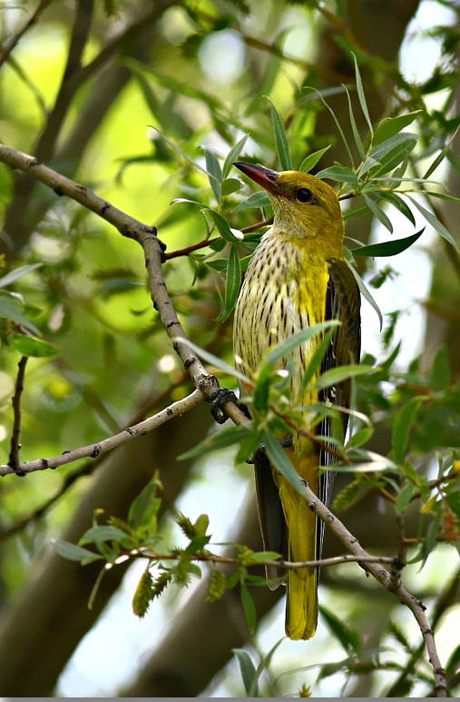 Eurasian Golden Oriole