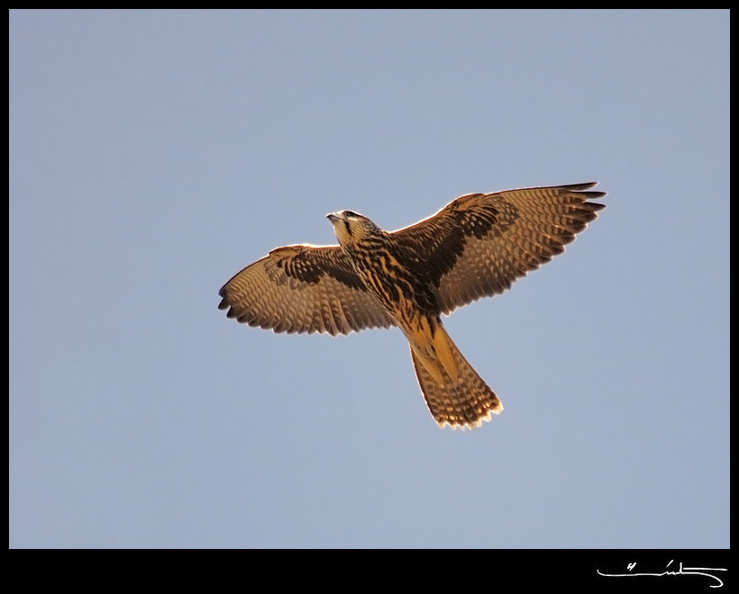 Saker Falcon