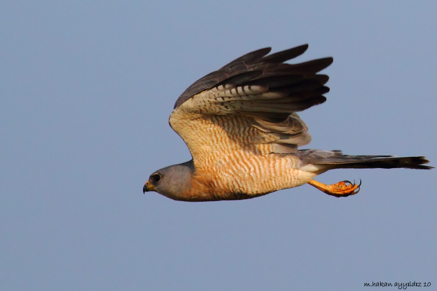 Levant Sparrowhawk