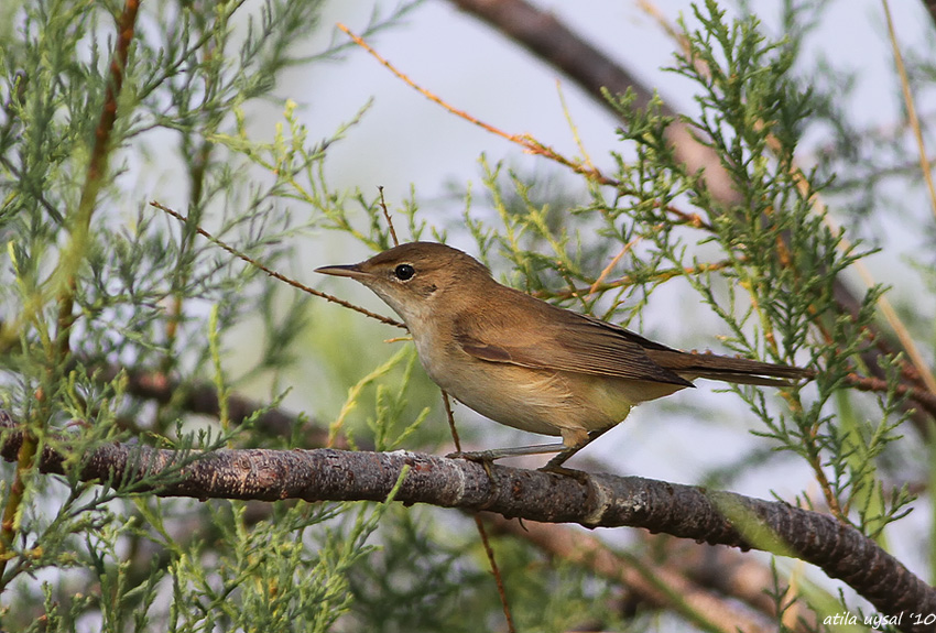 Common Reed Warbler