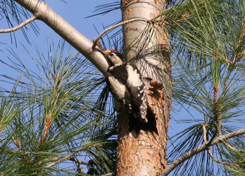Syrian Woodpecker