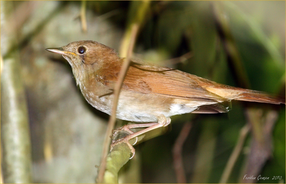Common Nightingale