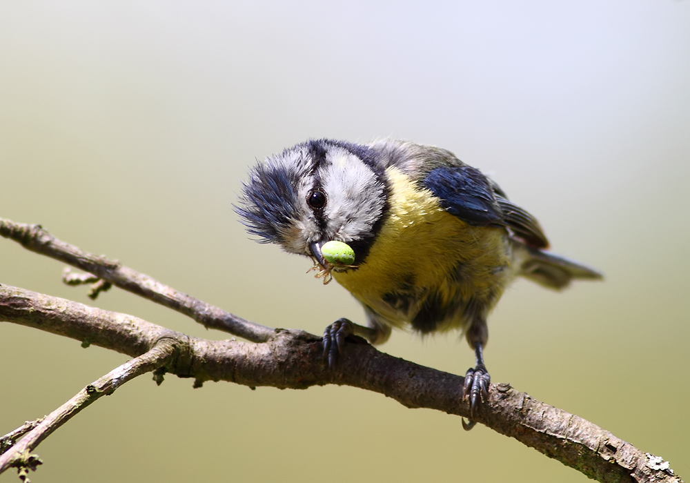 Eurasian Blue Tit