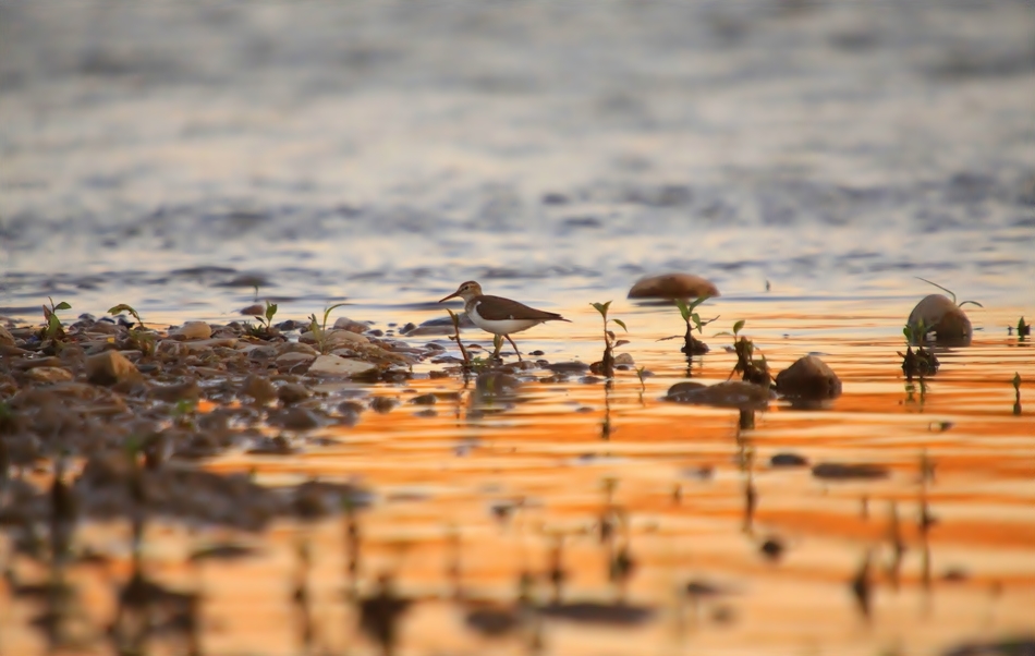 Common Sandpiper