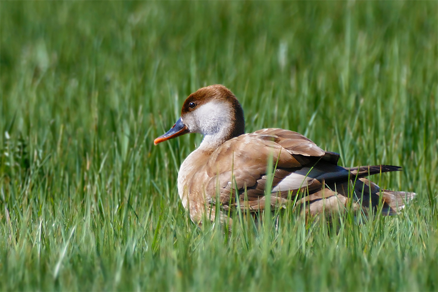 Red-crested Pochard
