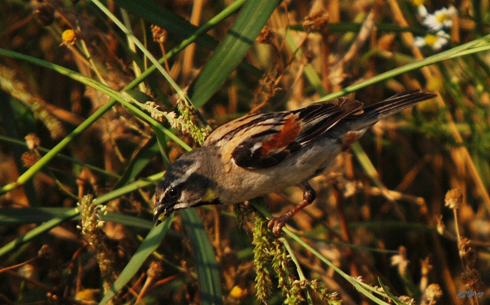Dead Sea Sparrow