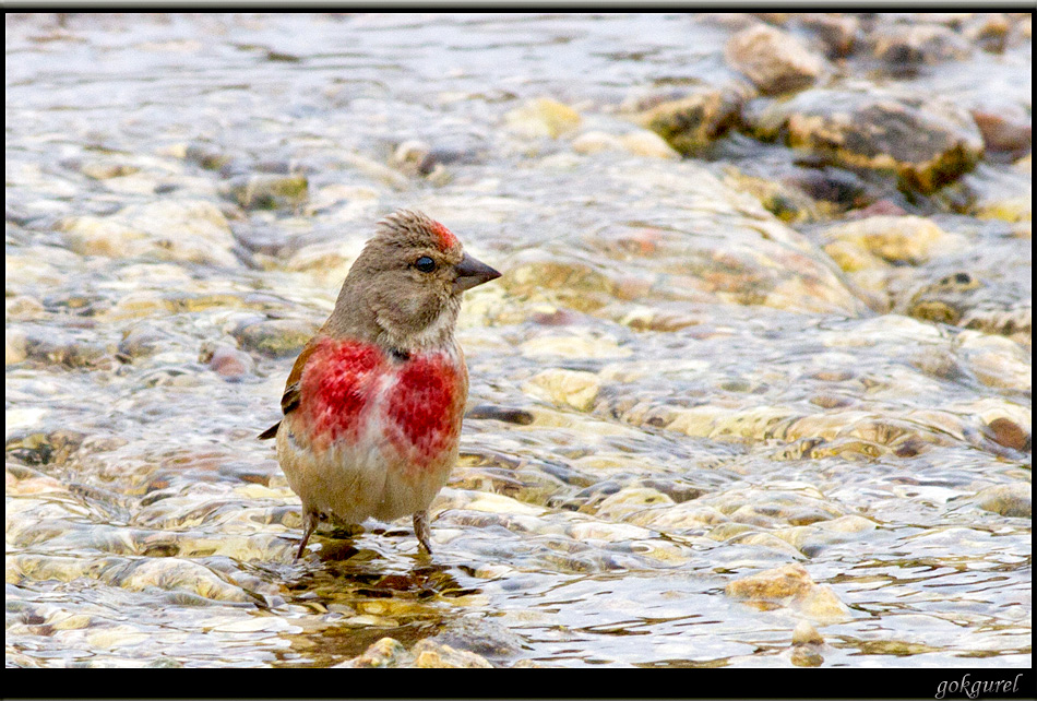 Common Linnet