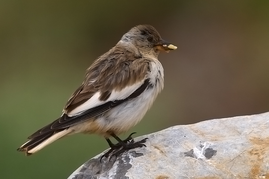 White-winged Snowfinch