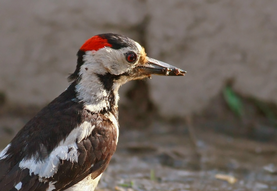 Syrian Woodpecker