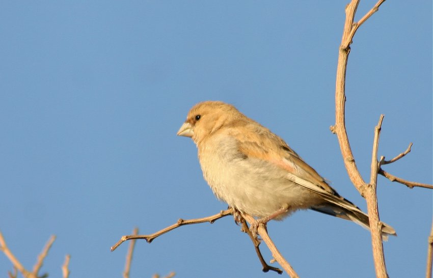 Desert Finch
