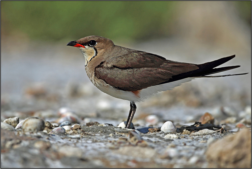 Collared Pratincole