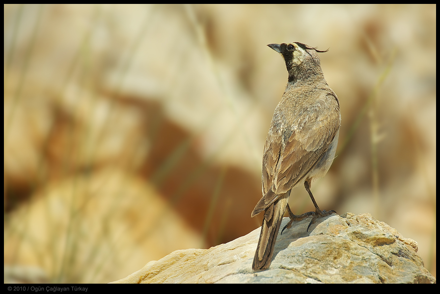 Horned Lark