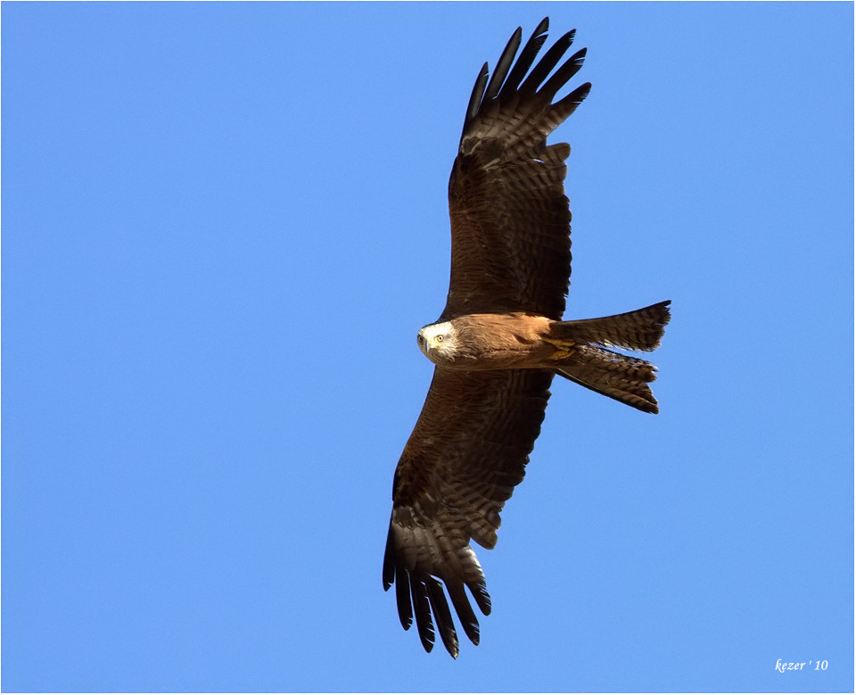 Black Kite
