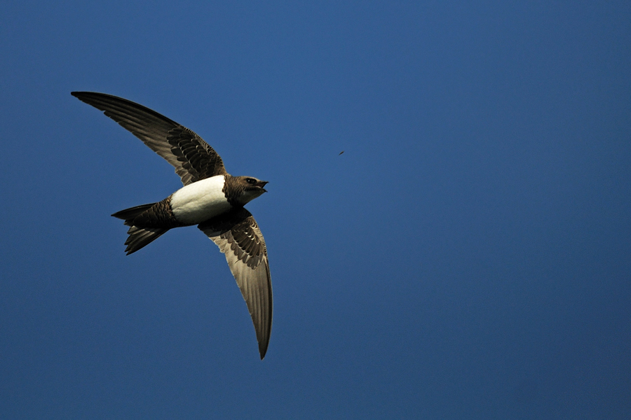 Alpine Swift