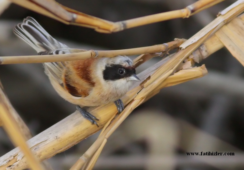 Eurasian Penduline Tit