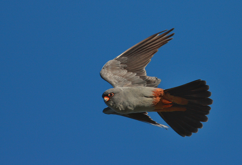 Red-footed Falcon