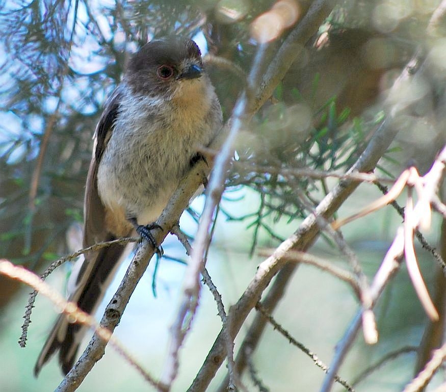 Long-tailed Tit