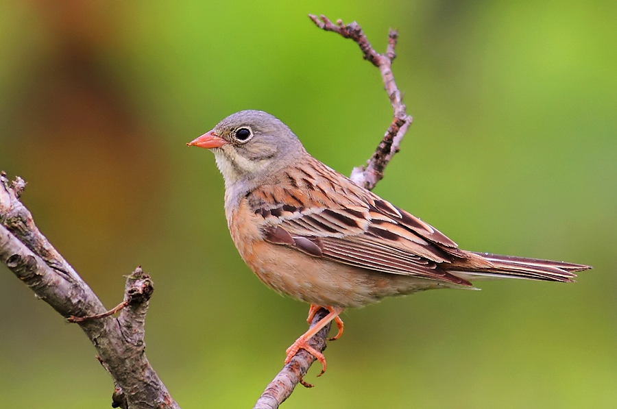 Ortolan Bunting