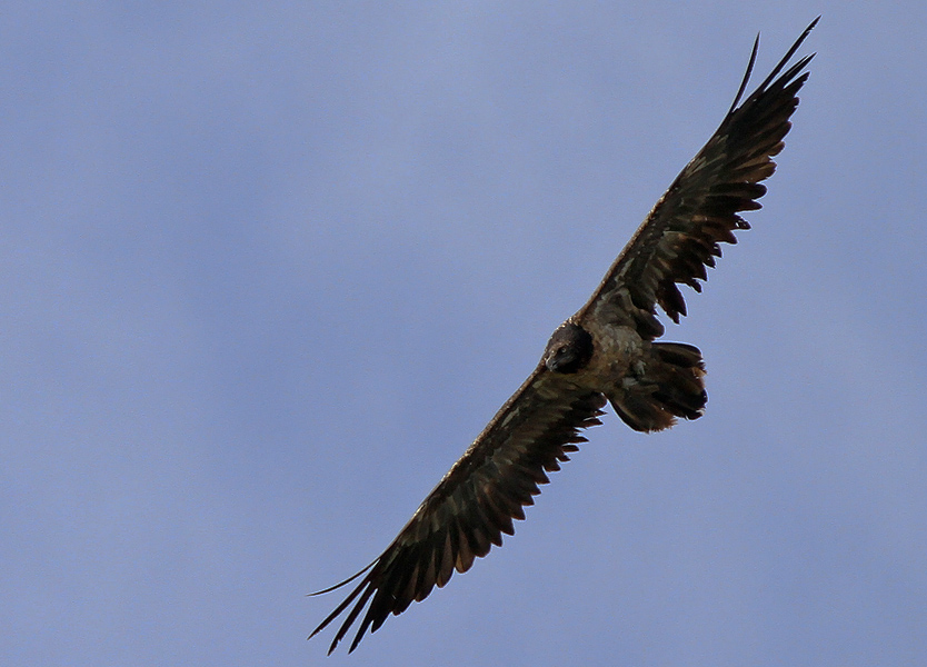 Bearded Vulture