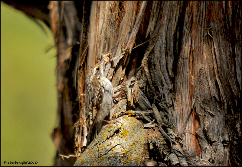 Short-toed Treecreeper